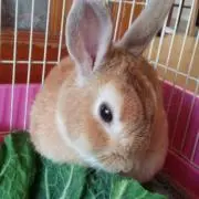 AI★の画像