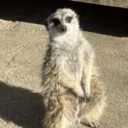 ああいの画像