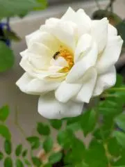 Mimiの画像