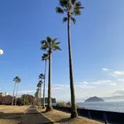 さとちゃんの画像