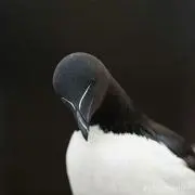 ジェイ