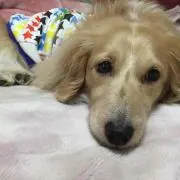 クリリン