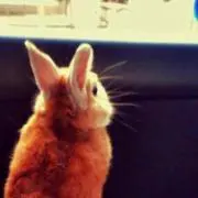ねね