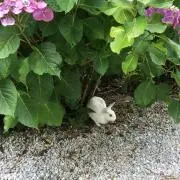 クローバー
