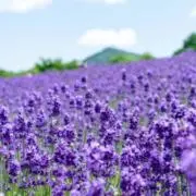 ゆりの画像