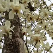 にこの画像