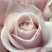 けーこりん