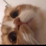 にゃおん