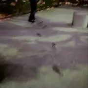 しょまの画像