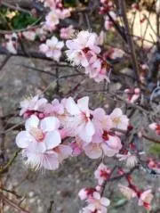 いすずの画像