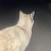 まつぼっくりの画像