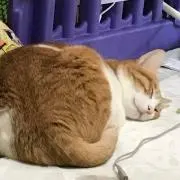 きょーたの画像