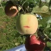 ヒゲおじさんの画像