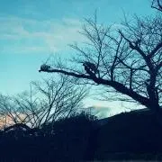 pokoの画像