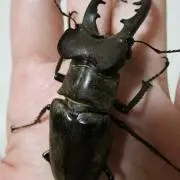 コバかずの画像