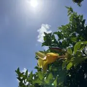 ハルの画像