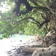 シフォン