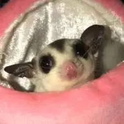 ジジの画像