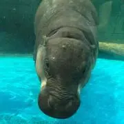 のんびりやさん※発送は土日のみの画像