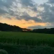 白猫の画像