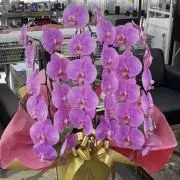 さくらの画像