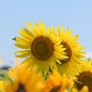 なお⭐︎リピート割引実施⭐︎24時間配送の画像