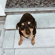 アニサキス