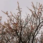 おもち