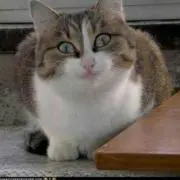 つにょ