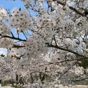 いちご❇︎プロフィール必読の画像