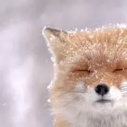 かいぴー