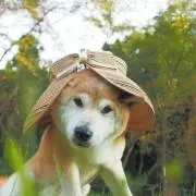 れんこんの画像