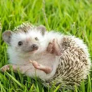 ハムカツの画像