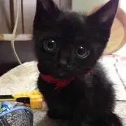 とまとの画像