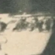 鳶の画像