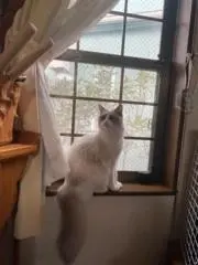 オキハキウメ子の画像