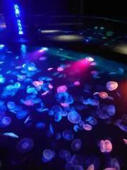リオン29の画像