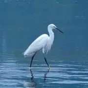 マッチ！の画像