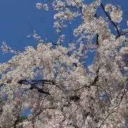 とこばの画像