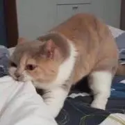 落合　レイラ