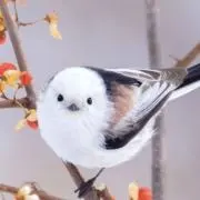 シマちゃんの画像