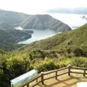 しばの画像