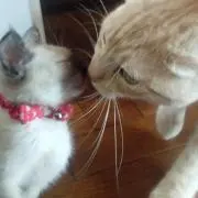 にゃんこまみれ