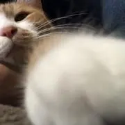 SMGHの画像