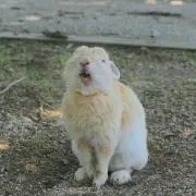 tekiの画像