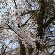 しまーぶる