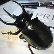 アトラスの画像