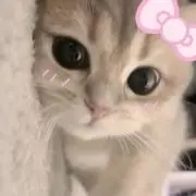 Kの画像