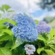 ペペロンチーノの画像