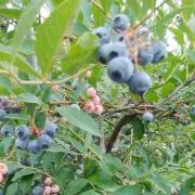 和berry♡の画像
